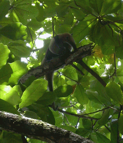 Anteater, Corcovado Park, Osa Peninsula, Costa Rica