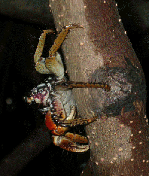 Tree crab, "Jungle tour," Tenacatita, Mexico