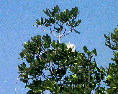 White iguana in tree, "Jungle tour," Tenacatita, Mexico
