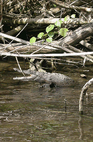 Baby crocodile, jungle tour, San Blas, Mexico