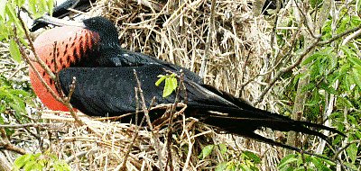 Frigate bird (male), Isla Isabela, Mexico