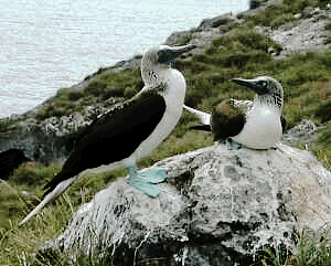 "Caf�" (green-footed) boobies, Isla Isabela, Mexico