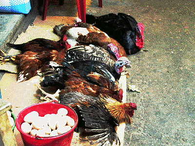 Chickens awaiting sale, Oaxaca mercado, Mexico