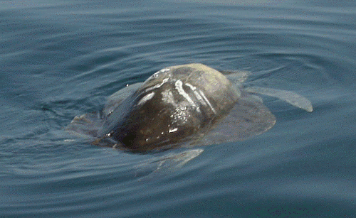 Olive Ridley Turtle, Mexico