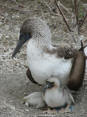 Blue-footed boobie with two chicks