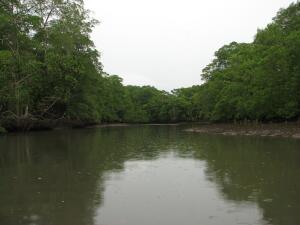 Rio Cacique, Isla del Rey, Panama