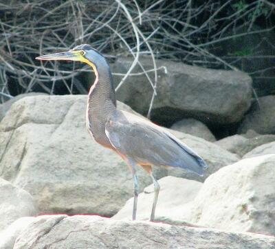 Heron Isla Ampon, Panama