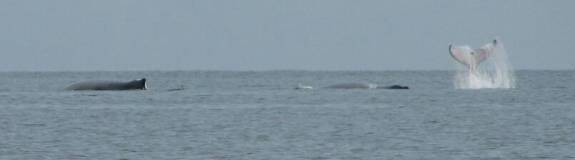 Pod of humpback whales, Isla Contadora, Panama