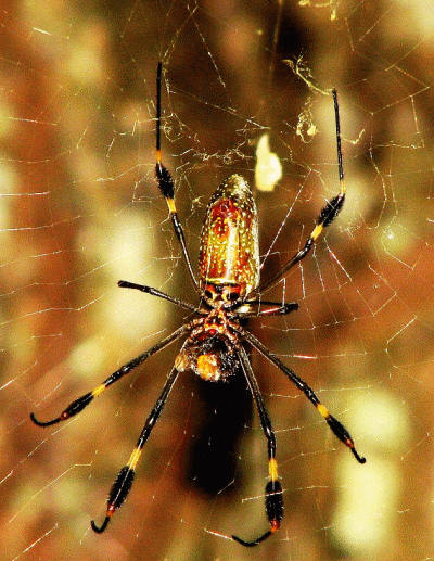 Golden Orb spider, Isla Barro Colorado, Rio Chagres, Panam