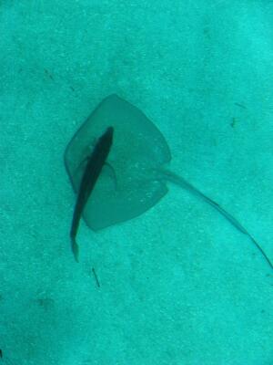 Ray and shadowing fish, Holandes Keys "Swimming Pool" anchorage, Kuna Yala (San Blas) Panama