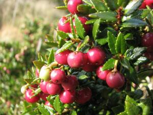 Chaura, Isla Navarino, Chile