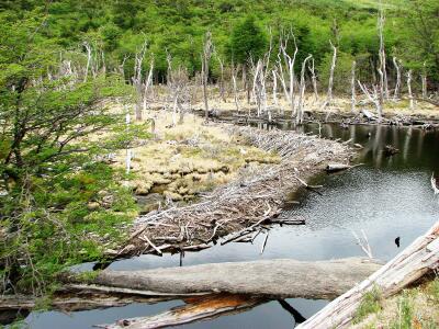 Parque Nacional Tierra del Fuego, Argentina, beaver (castor) dam