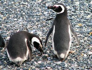 Magellanic penguins, Beagle Channel, Argentina